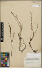 Foto von Salix repens subsp. incubacea (L.) A. Neumann